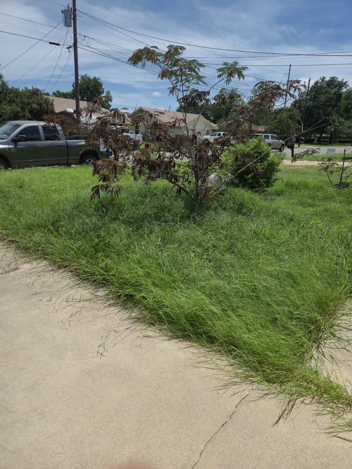 Gallery photos for Georgetown Yard Makeover with Expert Lawn Mowing: Image #1